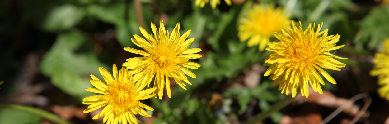 Paardenbloemen