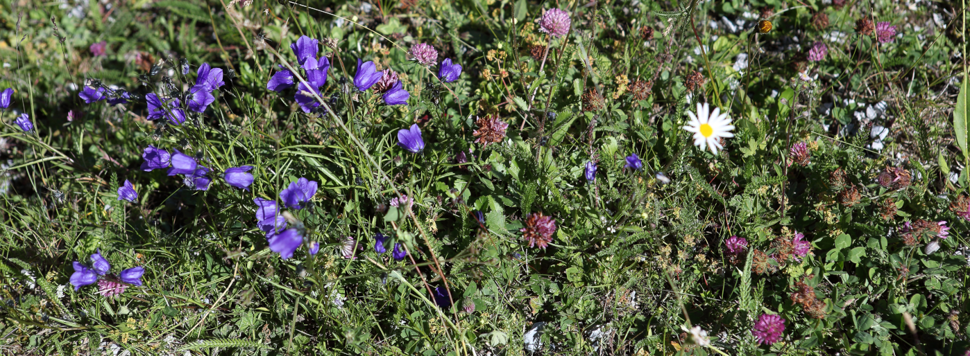 Bloemetjes