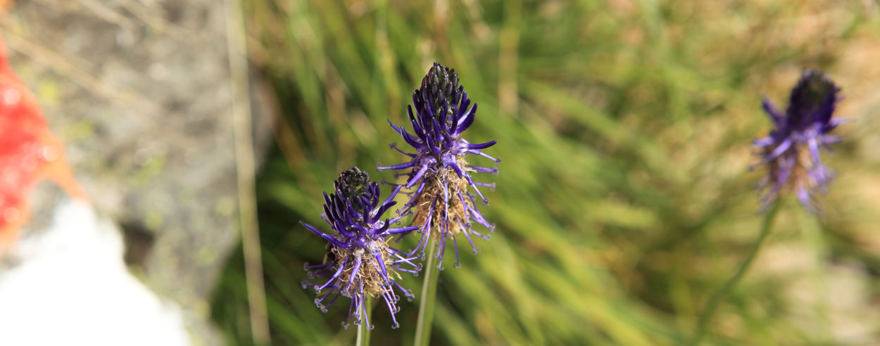 Bloemetjes